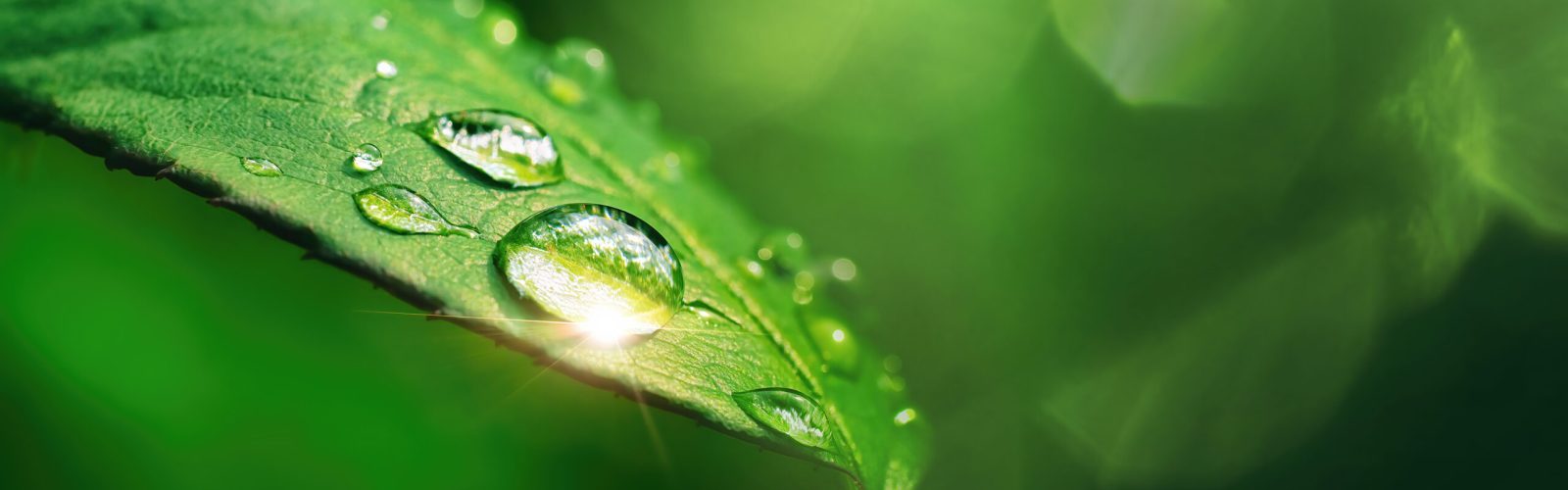 Beautiful,Large,Drop,Morning,Dew,In,Nature,,Selective,Focus.,Drops Beautiful,Large,Drop,Morning,Dew,In,Nature,,Selective,Focus.,Drops